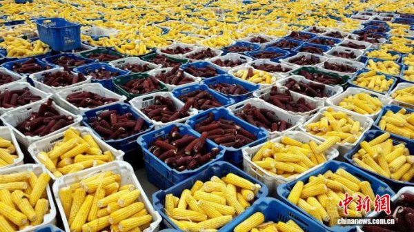 华泰优配 黄金纬度下，山西五寨甜糯玉米产业奔向60亿元未来